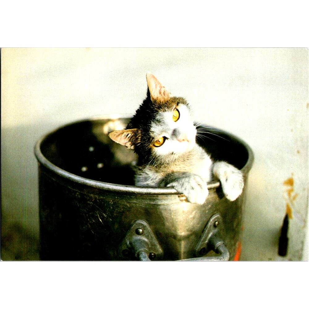 Postcard Cat Kitten in Metal Cooking Pot by Letizia Volpi Matt Finish 6 x 4"
